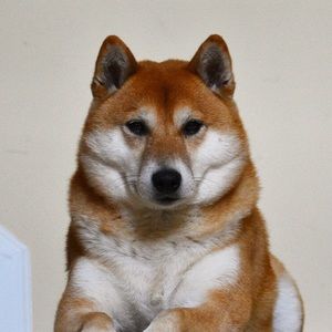 Meet your Posher, Paul